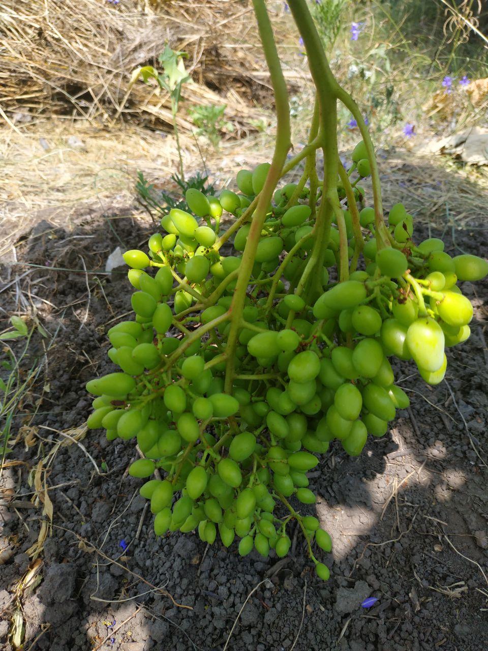 grape from Grabll (West Palm Beach), West Palm Beach